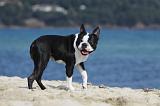 BOSTON TERRIER 294